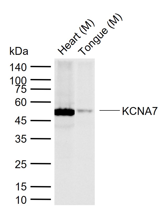 1 - KCNA7 Rabbit pAb AP94365