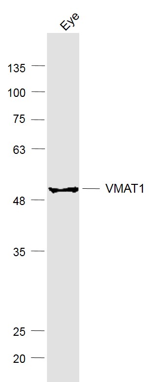 1 - VMAT1 Rabbit pAb AP94366