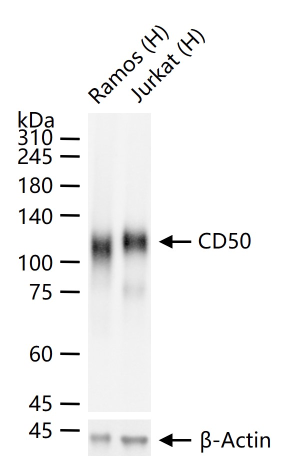 1 - CD50 Recombinant Rabbit mAb AP94369
