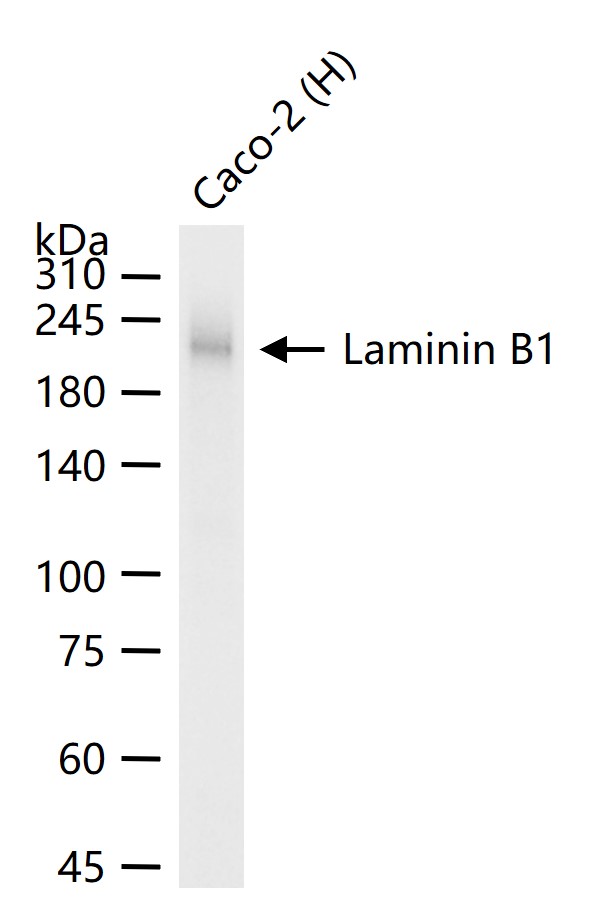 1 - Laminin B1 Recombinant Rabbit mAb AP94372