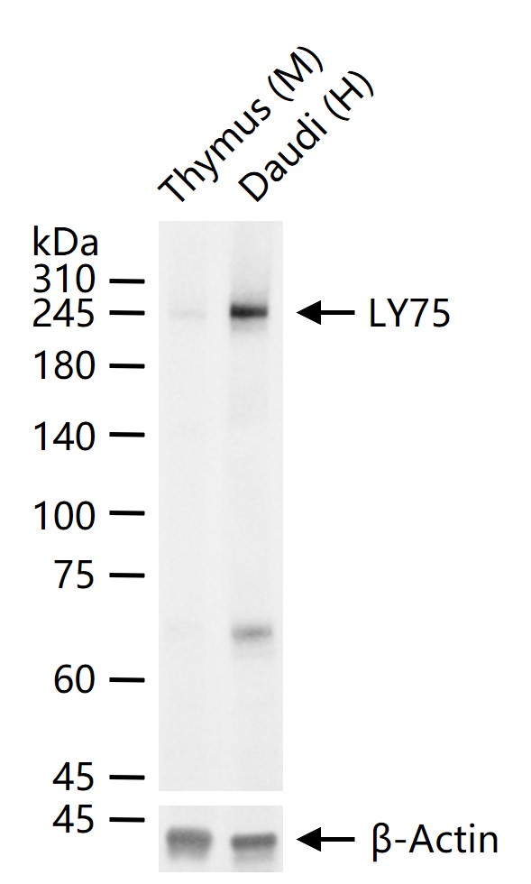 1 - LY75 Recombinant Rabbit mAb AP94374