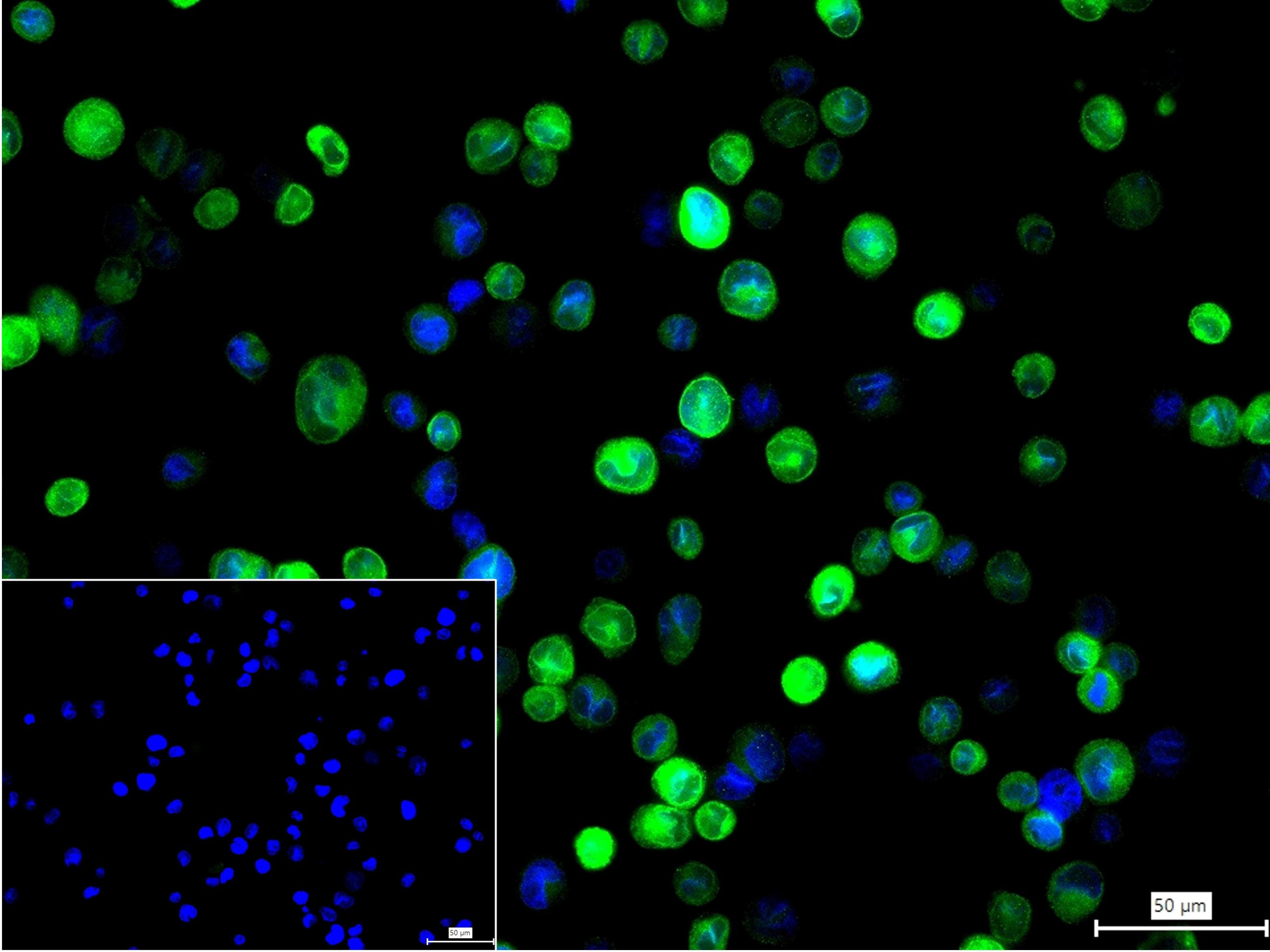 0 - STING1 Recombinant Rabbit mAb AP94378