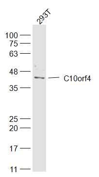 1 - FRA10AC1 Rabbit pAb AP94389