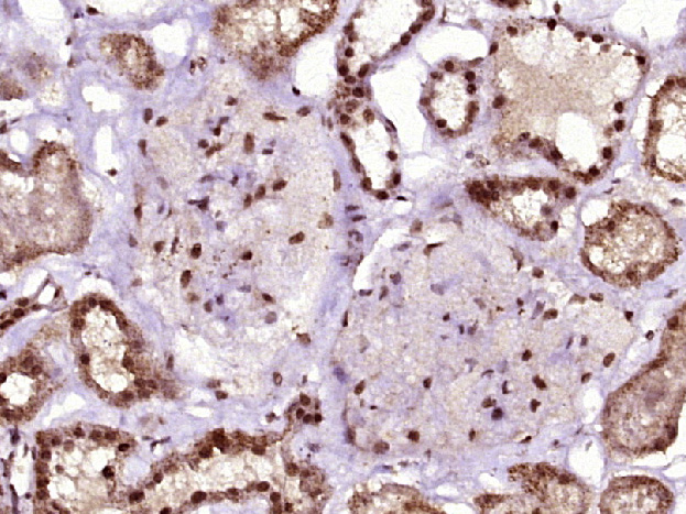 14 - FRA10AC1 Rabbit pAb AP94389