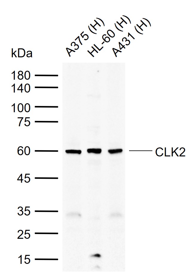1 - CLK2 Rabbit pAb AP94390