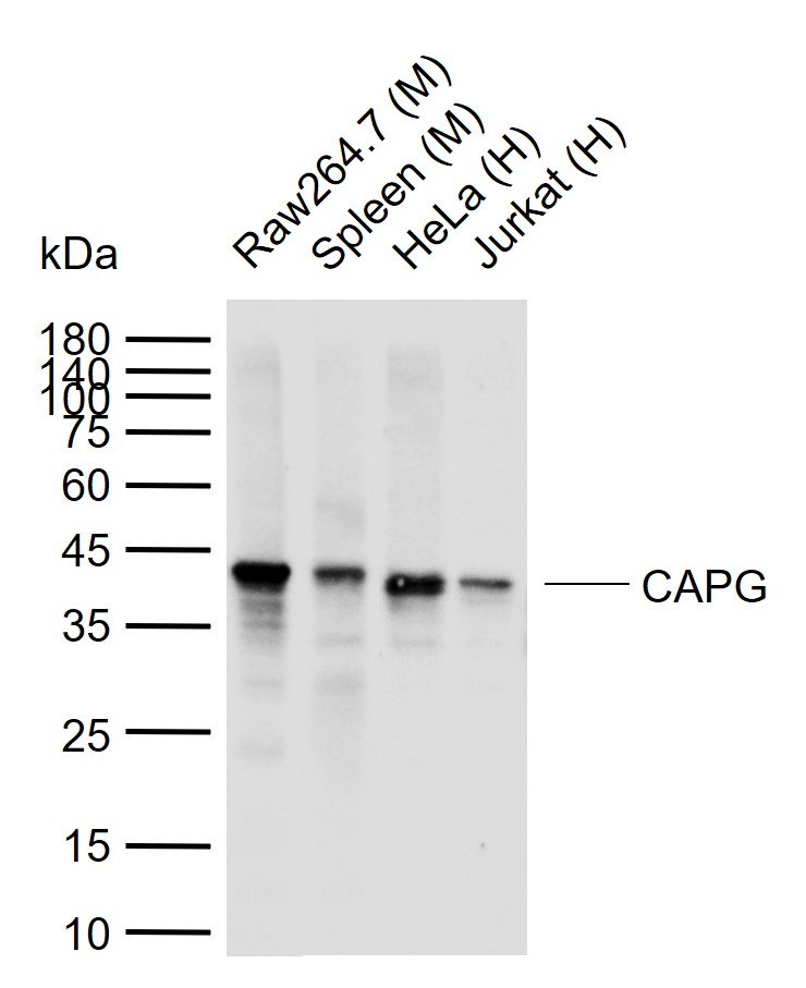 1 - CAPG Recombinant Mouse mAb AP94396