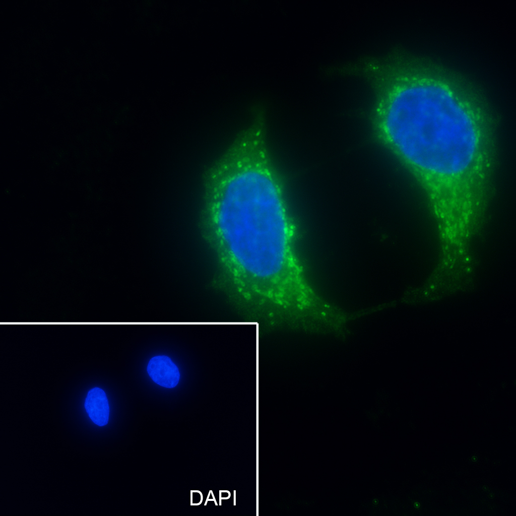 0 - PRDX2 Recombinant Mouse mAb AP94399