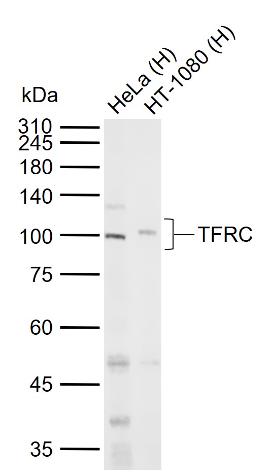 1 - TFRC Rabbit pAb AP94411