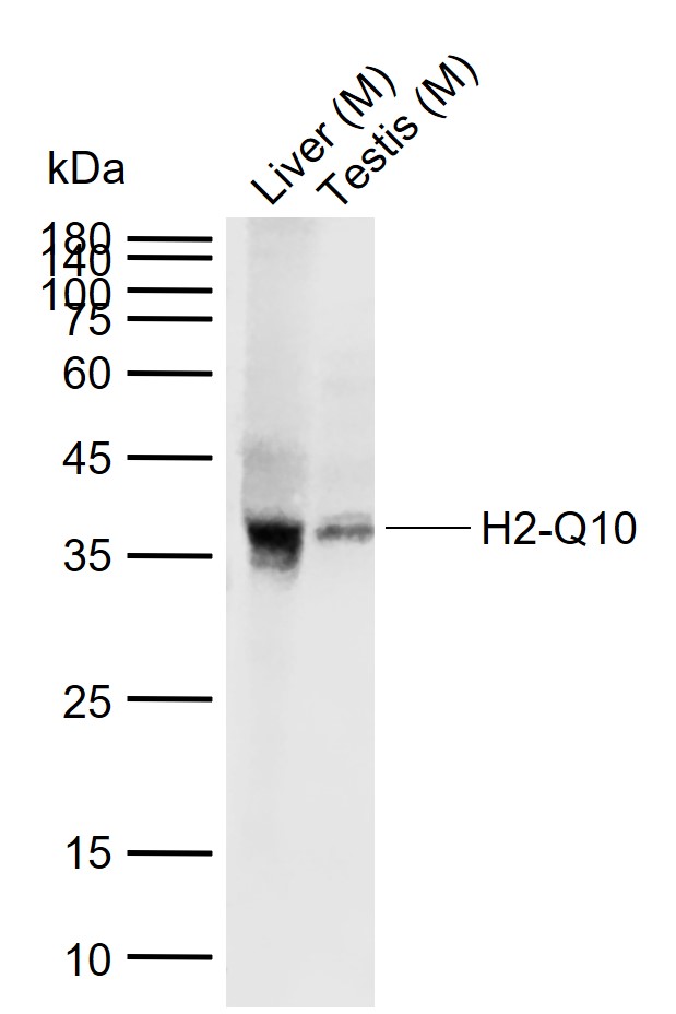 1 - H2-Q10 Rabbit pAb AP94415