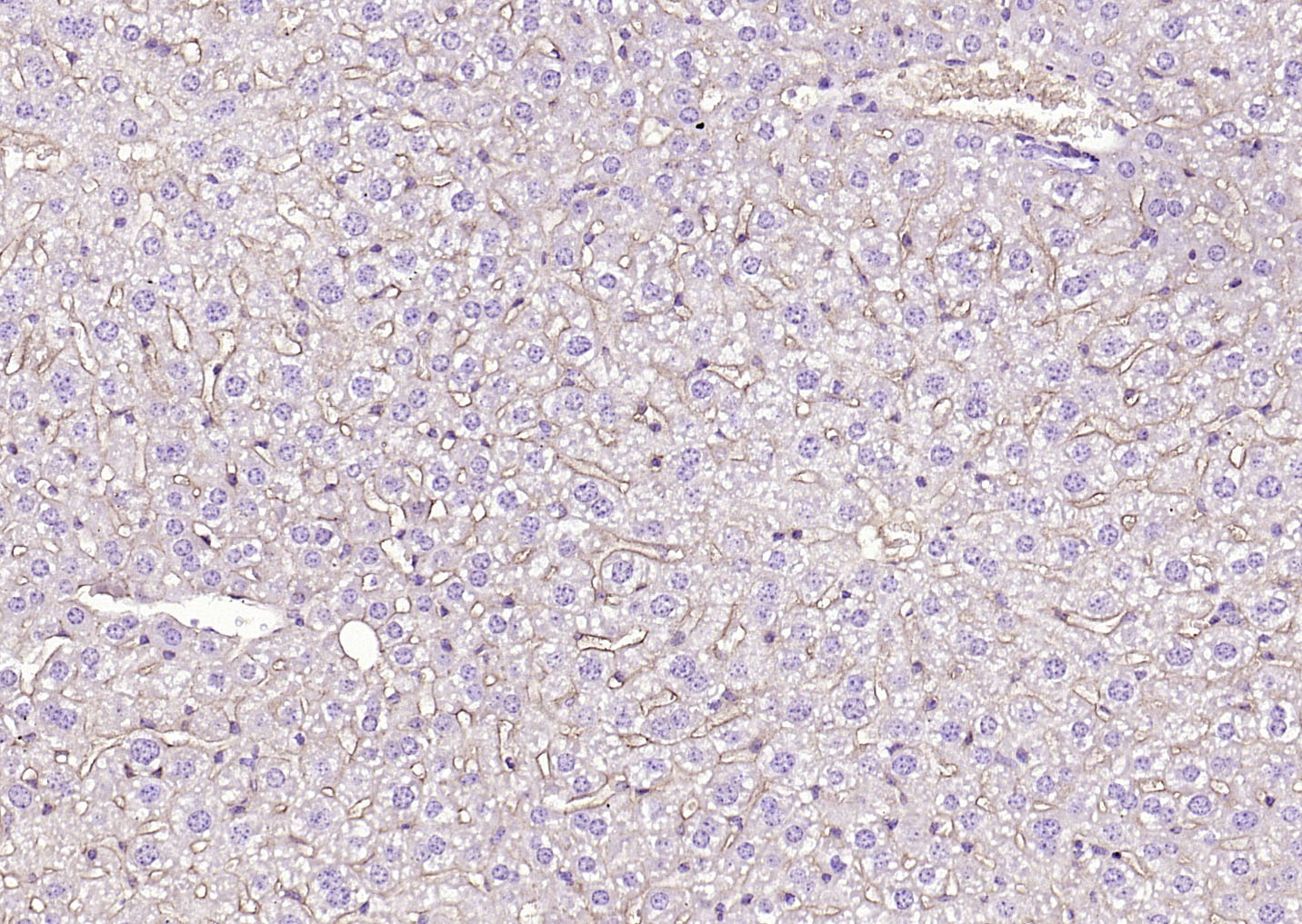 14 - H2-Q10 Rabbit pAb AP94415