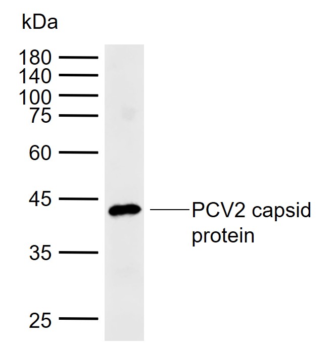 1 - PCV2 capsid protein Rabbit pAb AP94417