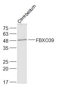 1 - XAF1 Rabbit pAb AP94420