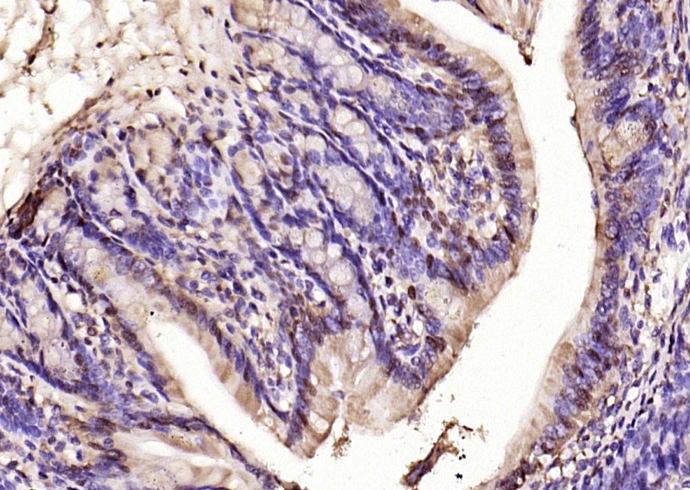 14 - phospho-ERK1/2 (Thr202 + Tyr204) Rabbit pAb AP94421
