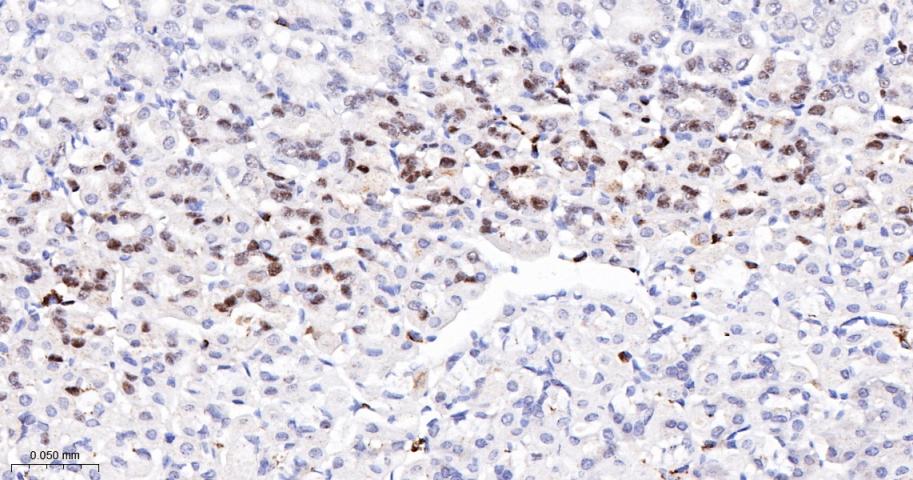14 - MCM5 Recombinant Rabbit mAb AP94436