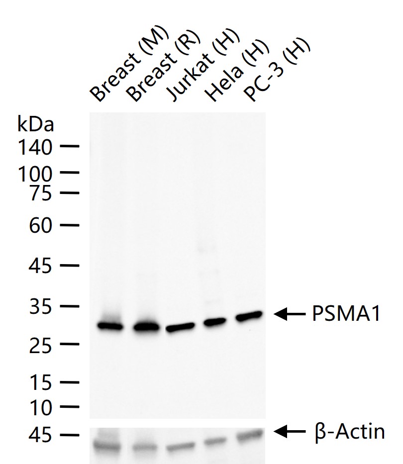 1 - PSMA1 Recombinant Rabbit mAb AP94437