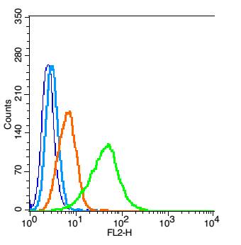0 - 3-Nitrotyrosine Rabbit pAb AP94442