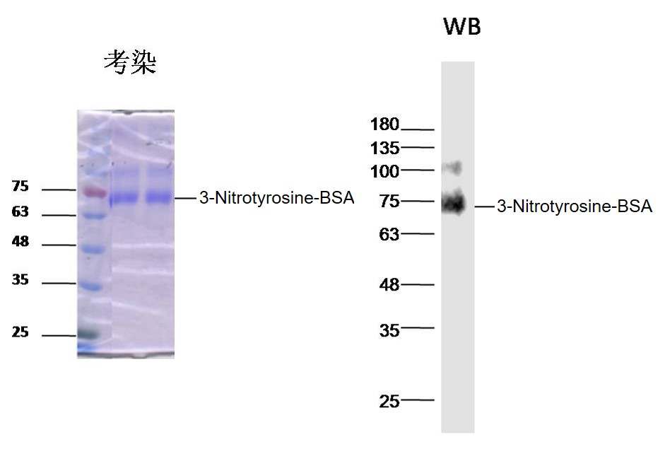 1 - 3-Nitrotyrosine Rabbit pAb AP94442
