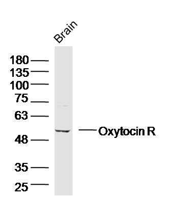 1 - Oxytocin R Rabbit pAb AP94443