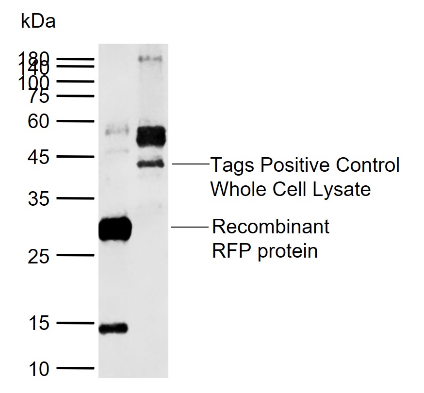 1 - RFP Rabbit pAb AP94470