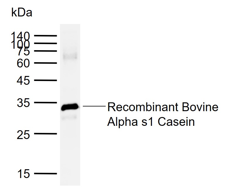 1 - Alpha casein Rabbit pAb AP94471