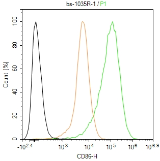 0 - CD86 Rabbit pAb AP94474