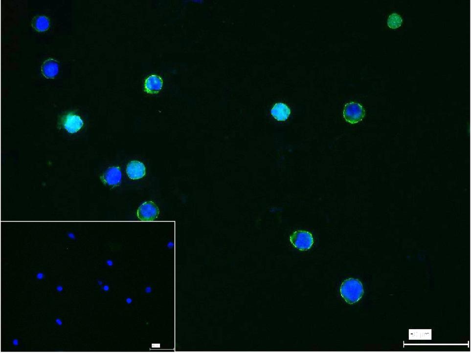 0 - CD86 Rabbit pAb AP94474