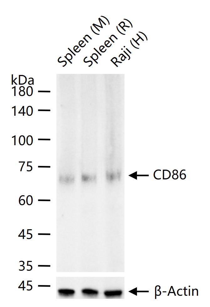 1 - CD86 Rabbit pAb AP94474