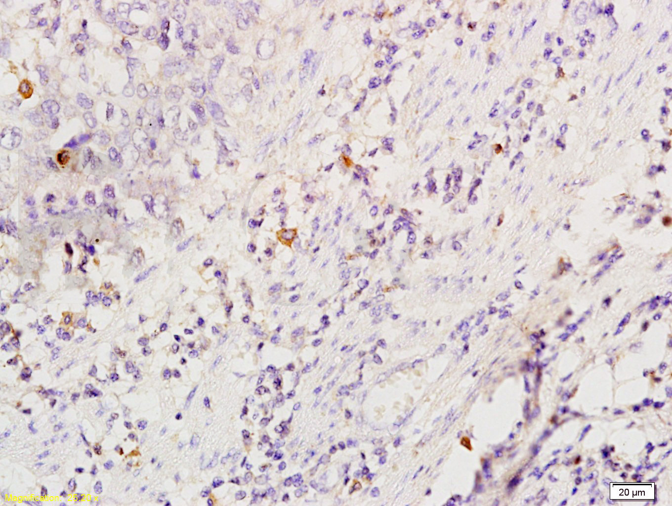 14 - CD86 Rabbit pAb AP94474