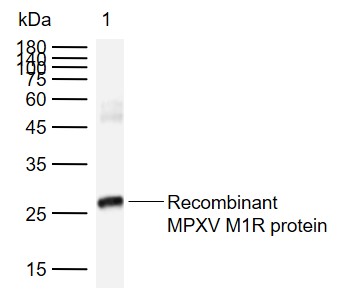 1 - MPXV/M1R Rabbit pAb AP94478