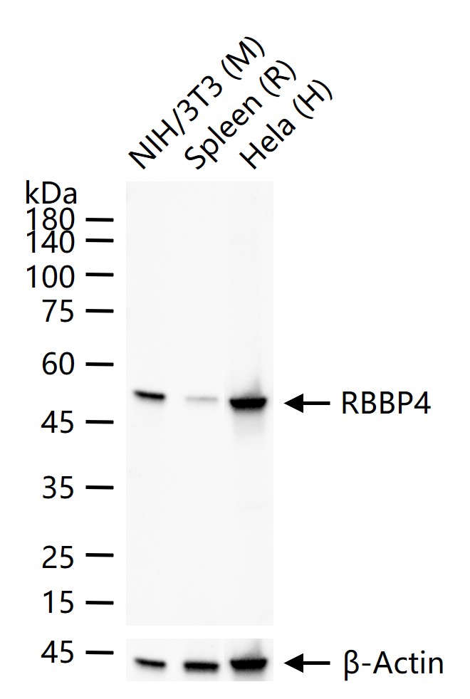 1 - RBBP4 Recombinant Rabbit mAb AP94487