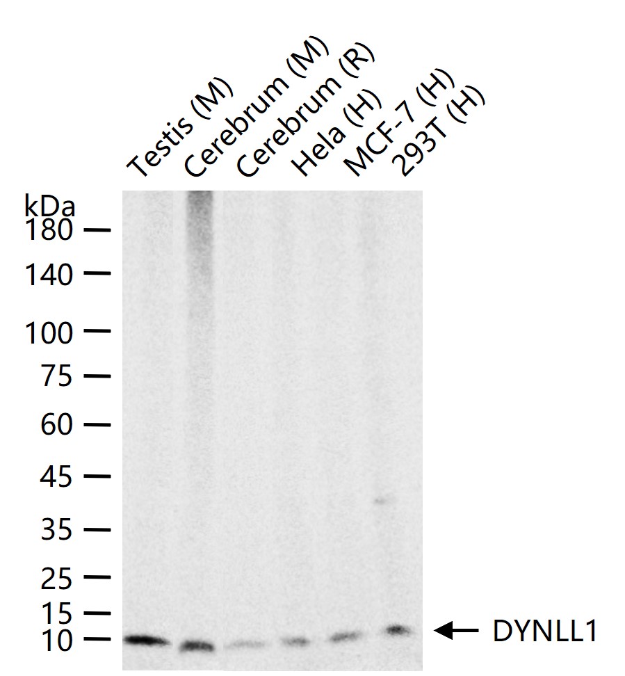 1 - DYNLL1 Recombinant Rabbit mAb AP94490