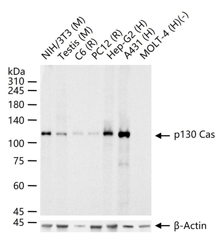 1 - p130 Cas Recombinant Rabbit mAb AP94495