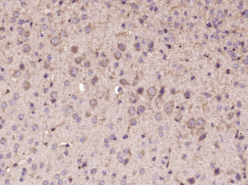 14 - NGB Rabbit pAb AP94507