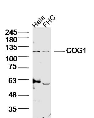 1 - COG1 Rabbit pAb AP94508
