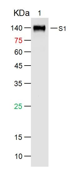 1 - SARS S-protein Rabbit pAb AP94510