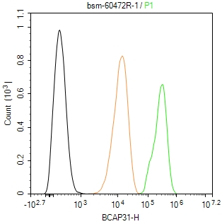 0 - BAP31 Recombinant Rabbit mAb AP94518