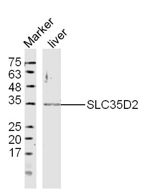 1 - SLC35D2 Rabbit pAb AP94531