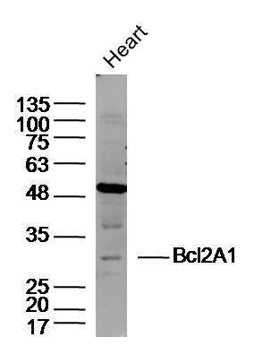 1 - Bcl2A1 Rabbit pAb AP94532
