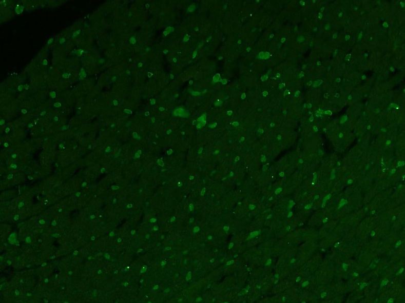 3 - BCSC1 Rabbit pAb AP94533