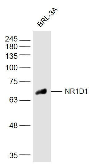 1 - NR1D1 Rabbit pAb AP94534