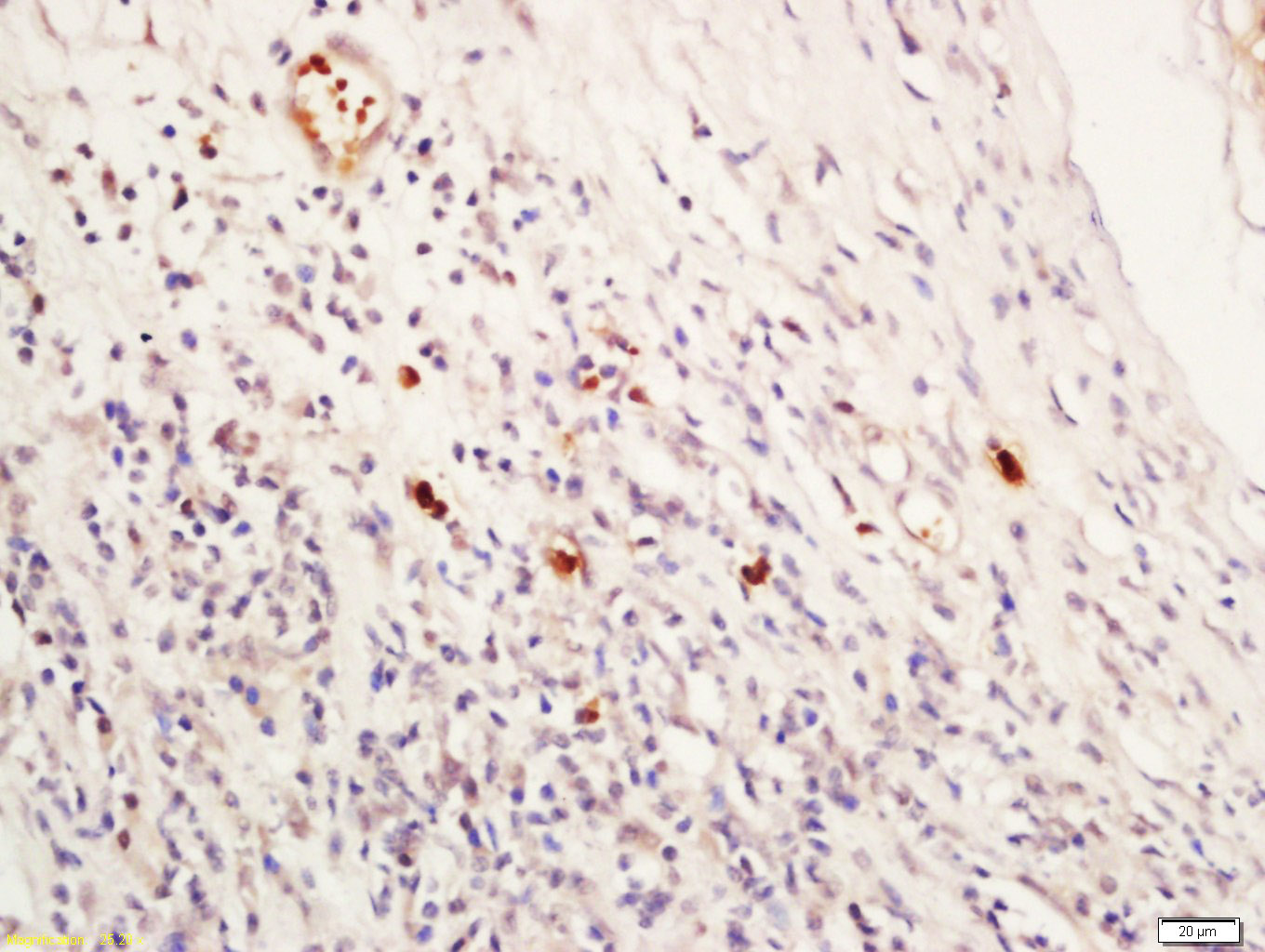 14 - NR1D1 Rabbit pAb AP94534