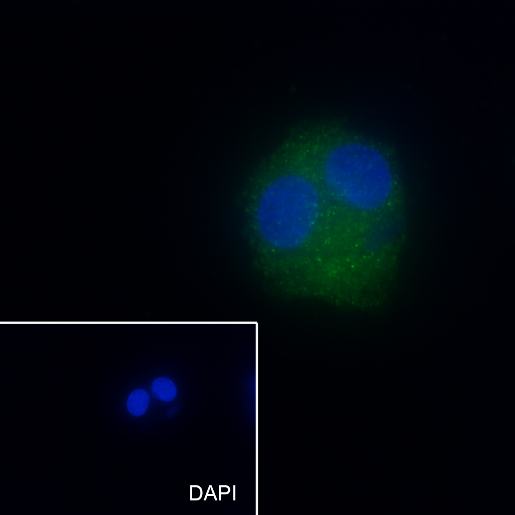0 - ALDH1L1 Recombinant Rabbit mAb AP94550