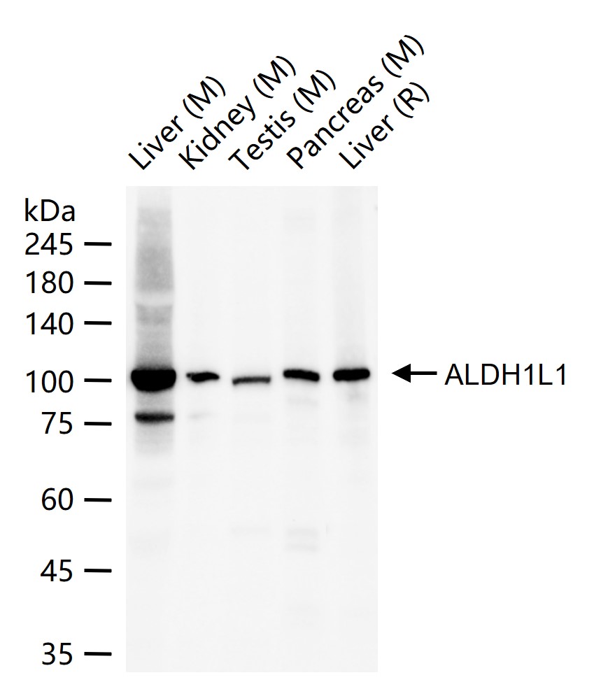 1 - ALDH1L1 Recombinant Rabbit mAb AP94550