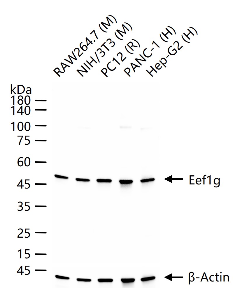 1 - Eef1g Recombinant Rabbit mAb AP94551