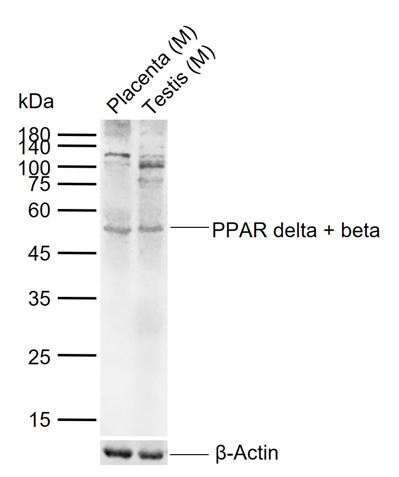 1 - PPAR delta + beta Rabbit pAb AP94559