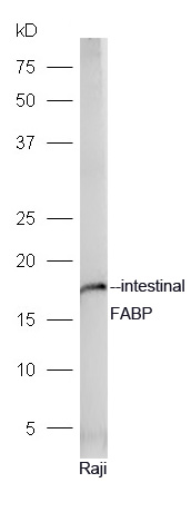 1 - intestinal FABP Rabbit pAb AP94560