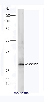 1 - Securin Rabbit pAb AP94564