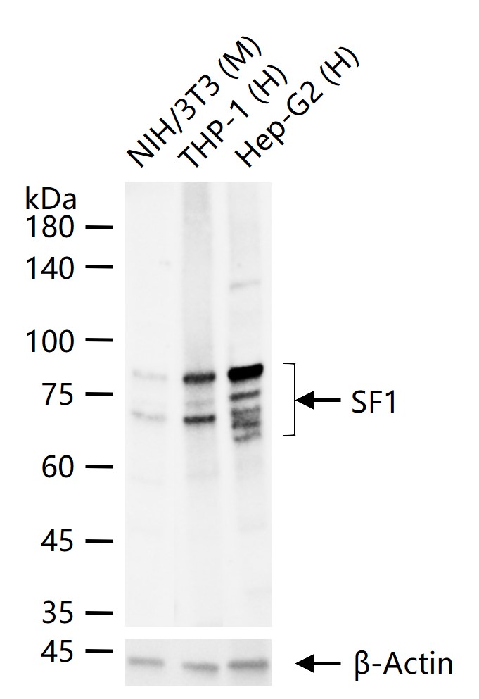 1 - SF1 Recombinant Rabbit mAb AP94580