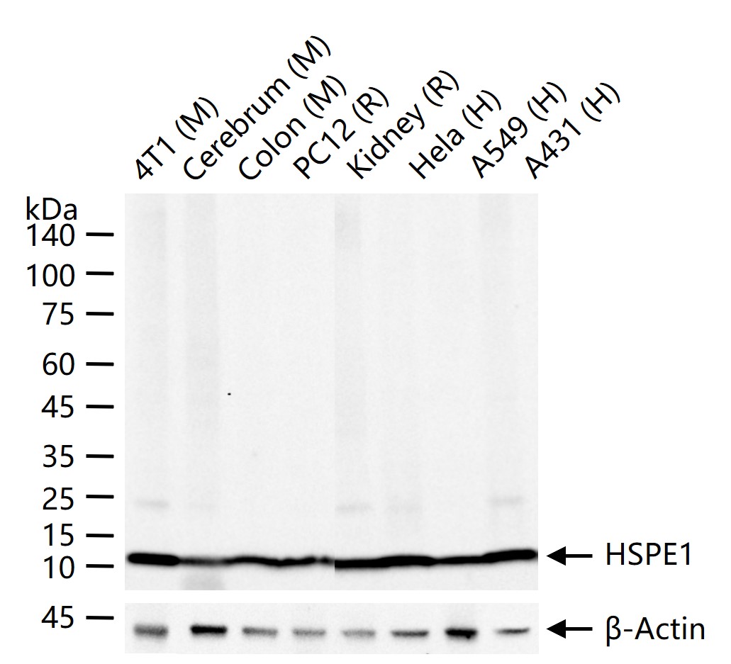 1 - HSPE1 Recombinant Rabbit mAb AP94584