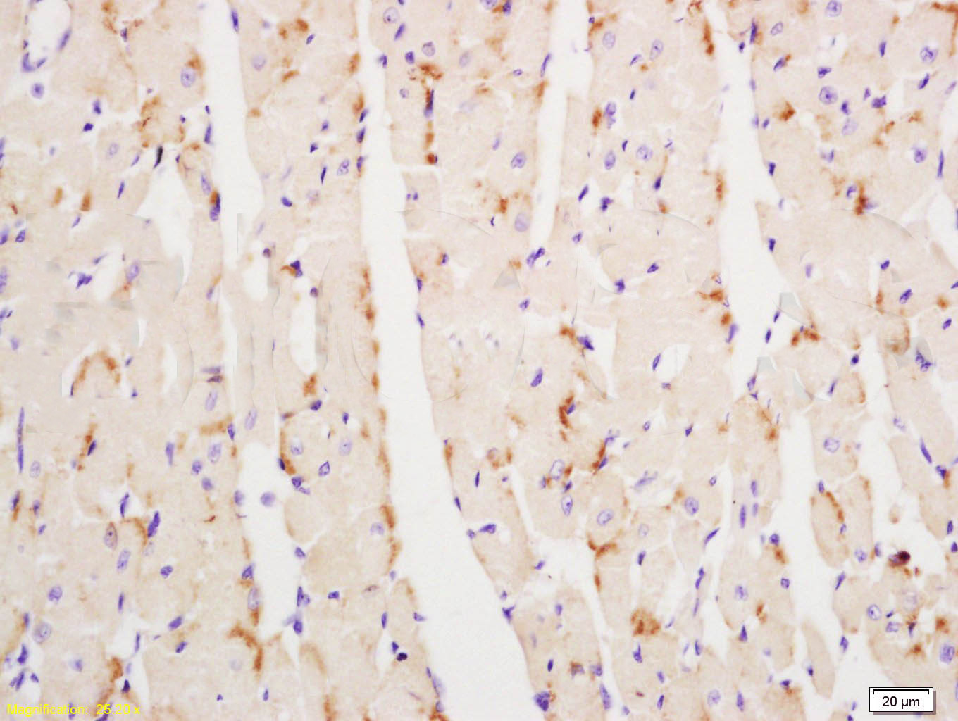 14 - OCT2 Rabbit pAb AP94593